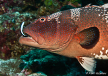 Un Labre Nettoyeur sort de la bouche d'un énorme Mérou.