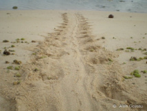 La trace caractéristique d'une tortue Imbriquée sur une plage de Guaseloupe. La trace caractéristique d'une tortue Imbriquée sur une plage de Guaseloupe.