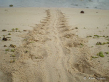 La trace caractéristique d'une tortue Imbriquée sur une plage de Guaseloupe.