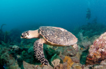 Une Tortiue Imbriquée rencontrée en plongée en Guadeloupe.