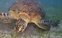 La Tortue Verte adulte se nourrit presqu'exclusivement de plante dans les herbiers.nourriture