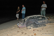 Une tortue Luth regagne la mer aprés avoir pondu sur la plage du Souffleur à Port Louis en Guadeloupe.