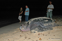 Une tortue Luth regagne la mer aprés avoir pondu sur la plage du Souffleur à Port Louis en Guadeloupe. Une tortue Luth regagne la mer aprés avoir pondu sur la plage du Souffleur à Port Louis en Guadeloupe.