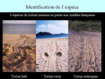 Chaque espèce de tortue marine laisse une trace bien particulière sur les plages de ponte en Guadeloupe. Chaque espèce de tortue marine laisse une trace bien particulière sur les plages de ponte en Guadeloupe.
