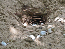 Prédation d'un nid de tortue Imbriquées par des mangoustes.