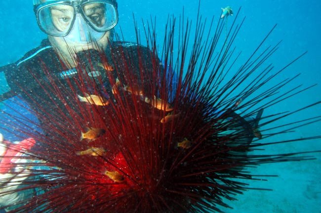 Robert n'hésite pas à manipuler des oursins. Oursin Magnifique des Caraïbes.