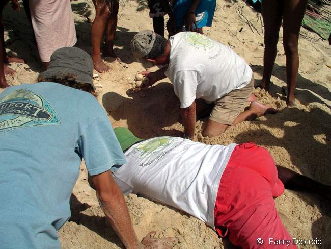 Le nid de la Tortue Luth est ouvert par l'équipe du réseau tortues marines de Guadeloupe.