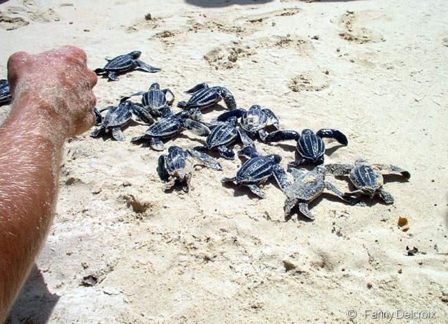 Dans le nid nous découvrons 37 petites tortues luth bien vivantes.