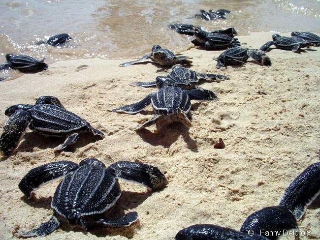 Encore un dernier effort et c'est la mer avec tous ses dangers. Tortue marine Guadeloupe.