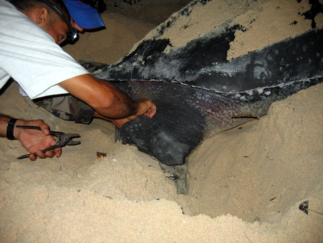 La pose de bague sur les pattes arrière de la tortue est une opération délicate.