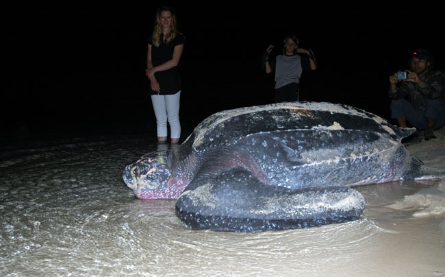 Sa mission accomplie nani notre tortue Luth retourne à la mer. Réseau Tortues Marines Guadeloupe.