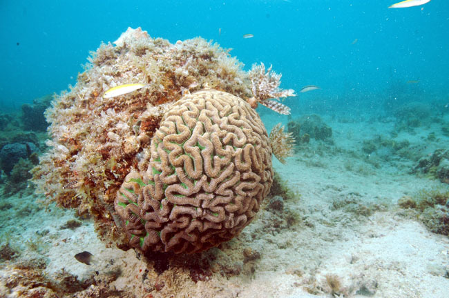 Corail Cerveau sur le sentier sous-marin.