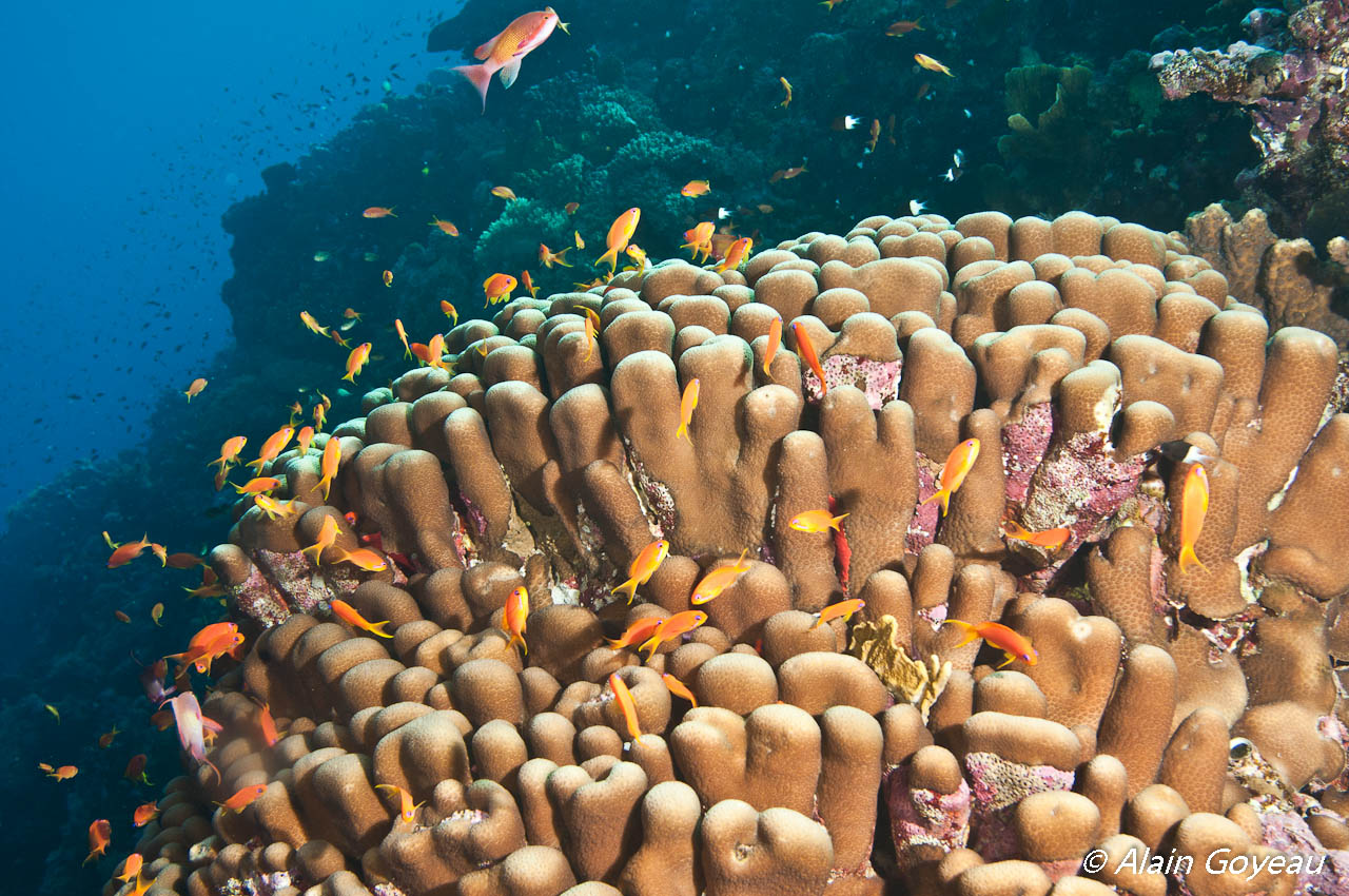Les coraux abritent une multitude d'espèces animales.