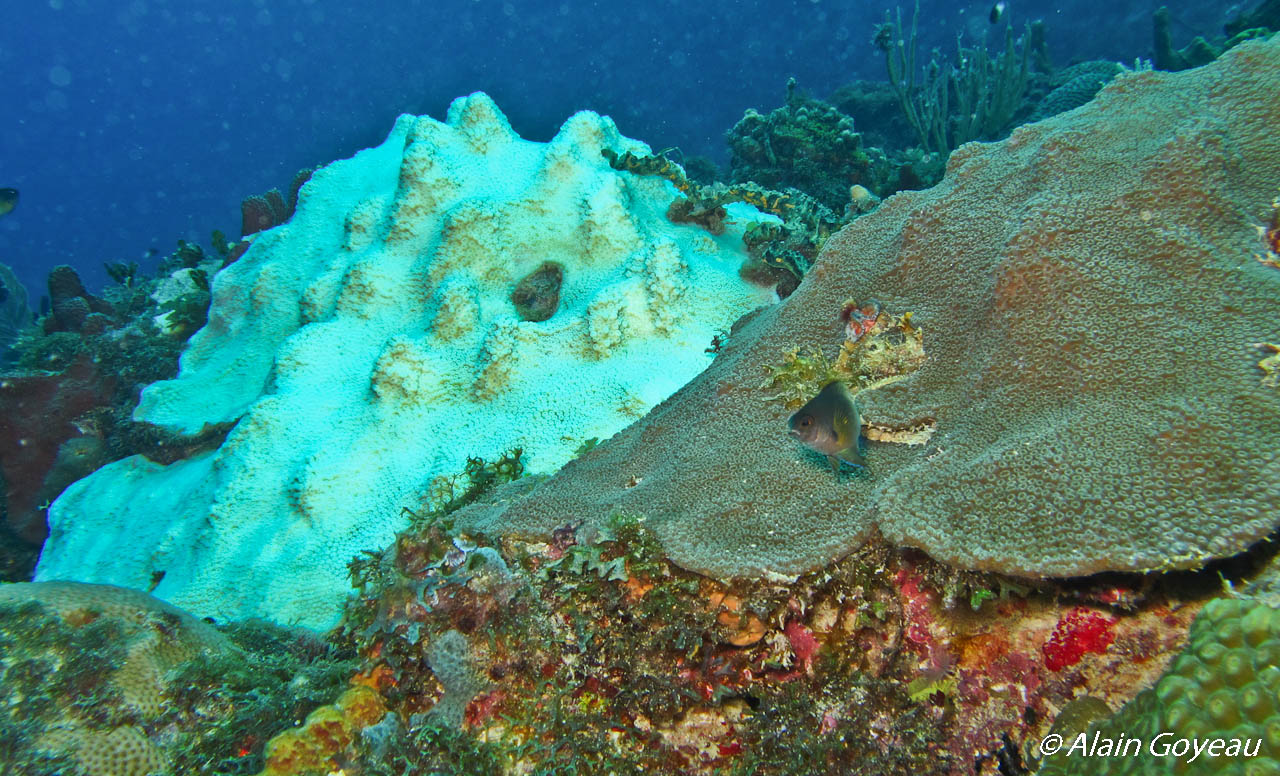 Blanchissement des coraux en Guadeloupe.