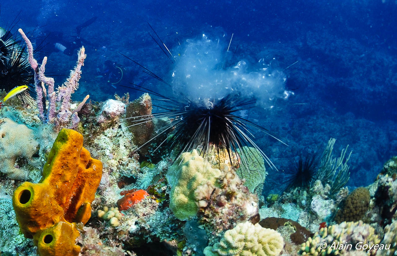 Reproduction d'Oursin Diadéme (Diadema antillarum) en Guadeloupe.