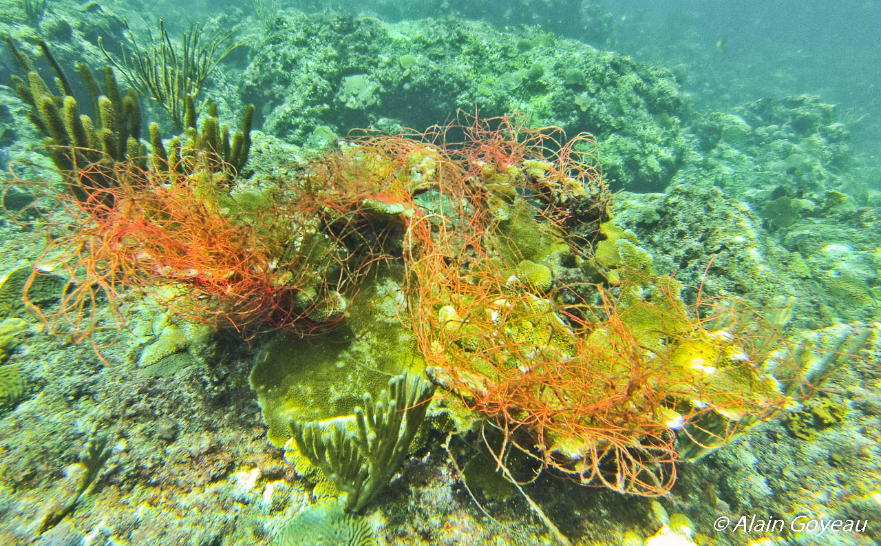 Filet accroché à une jeune colonie de Corne d'Elan (Acropora palmata).