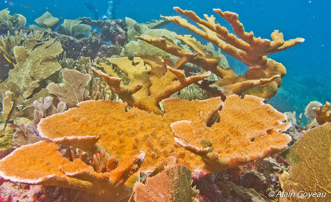 Acropora palmata: Corne d’élan.