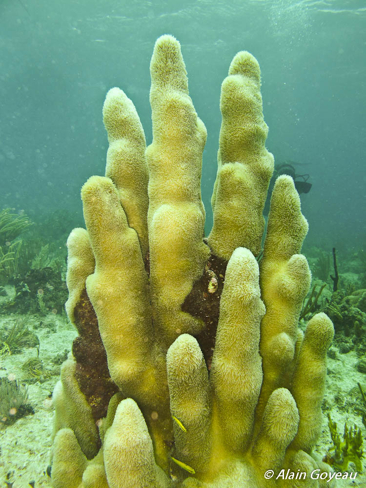 Dendrogyra cylindricus: Corail cierge.