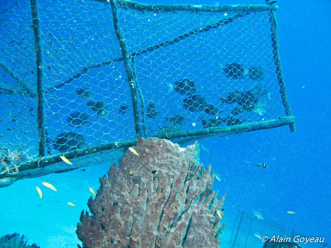 Nasse sans flotteur en surface posée sur le récif. Nasse sans flotteur en surface posée sur le récif.