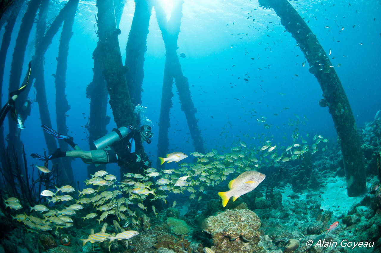 Plongez Padi à Bonaire !