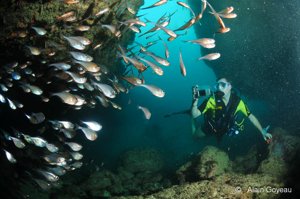 Des centaines de Hachettes Cuivrées habitent cette Arches  - Plongée Guadeloupe