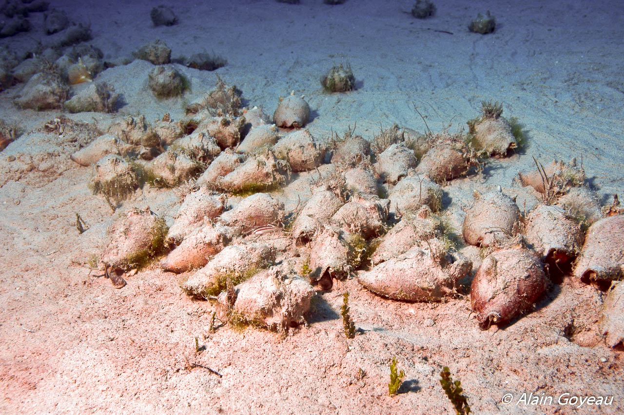 Les Strombes Combattant se rassemble par centaines pour se reproduire.