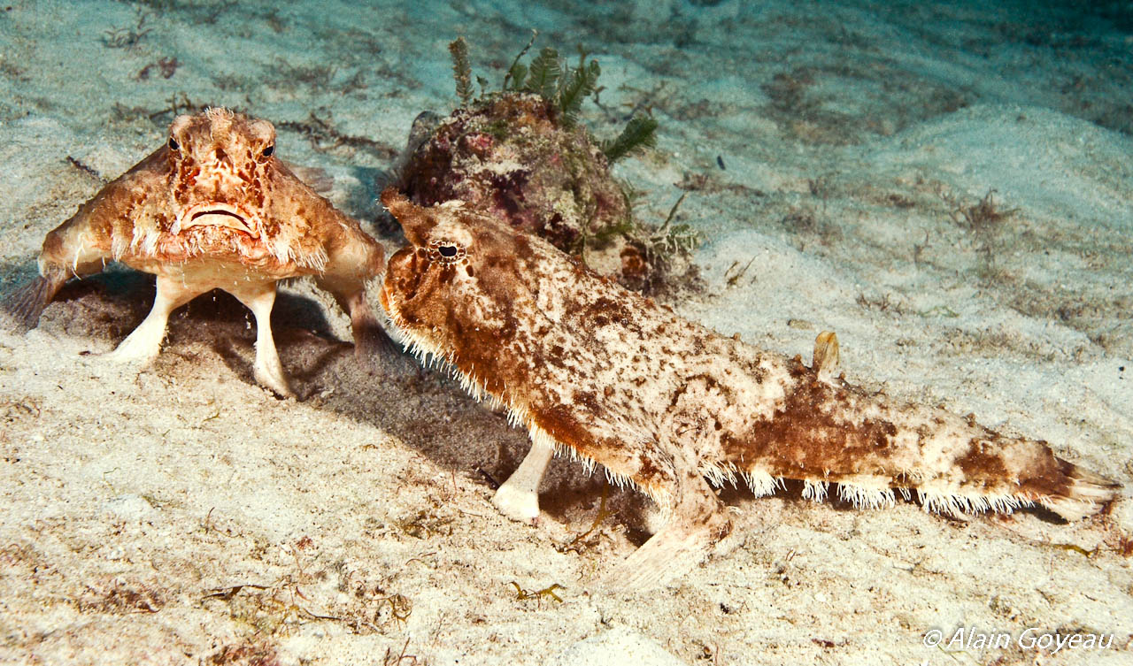 Un couple de Poisson Chauve Souris indifférents à la présence des plongeurs. Un couple de Poisson Chauve Souris indifférents à la présence des plongeurs.