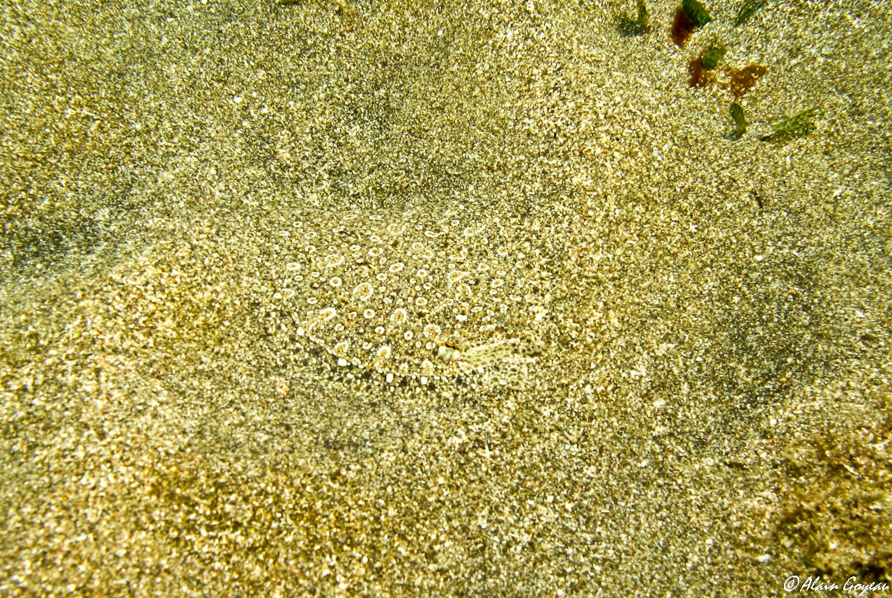 Carrelet Ocellé parfaitement invisible sur le sable.