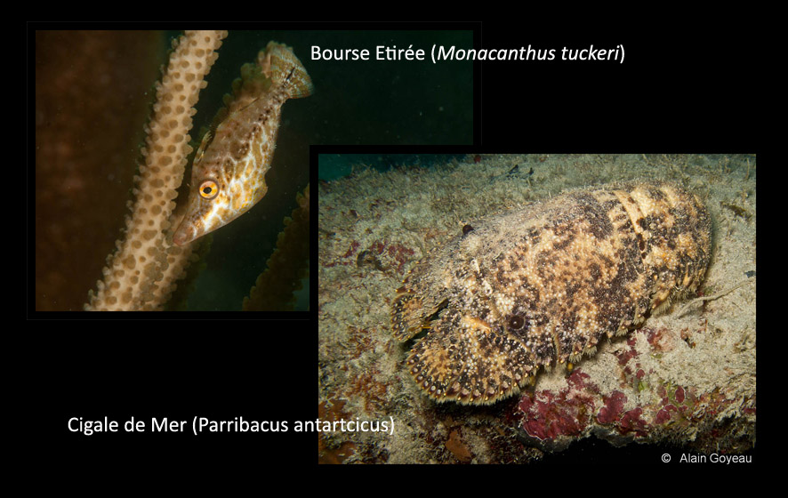 La Bourse Naine et la Cigale de mer utilisent les couleurs de l'environnement pour passer inaperçu.