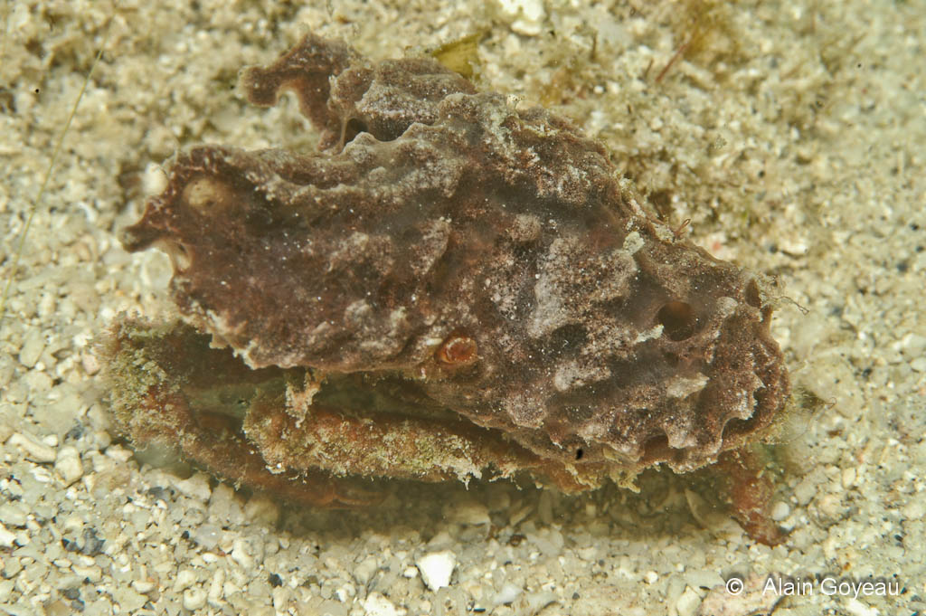 Sous l'éponge, on distingue les pattes du Crabe Dromi.