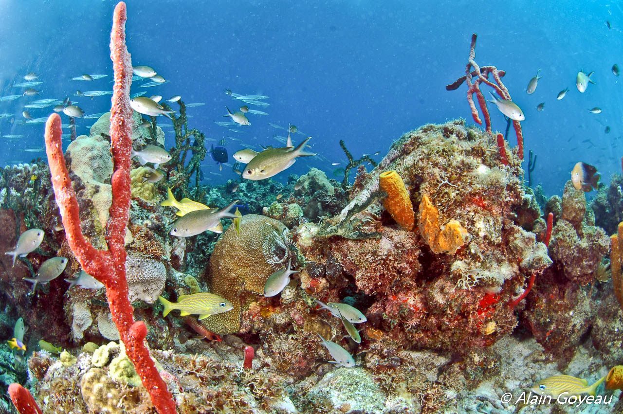 Baptême de plongée Guadeloupe.