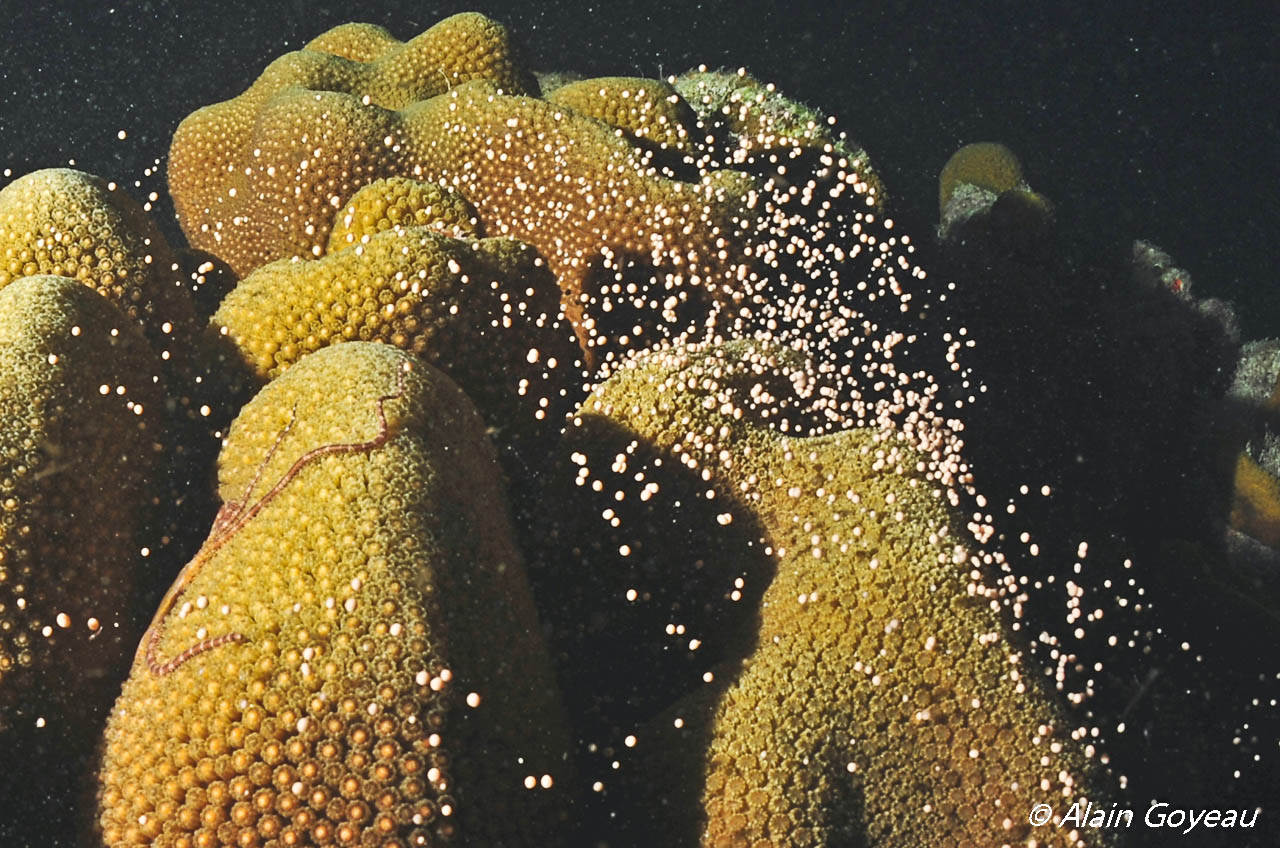 Reproduction du Corail en Guadeloupe.