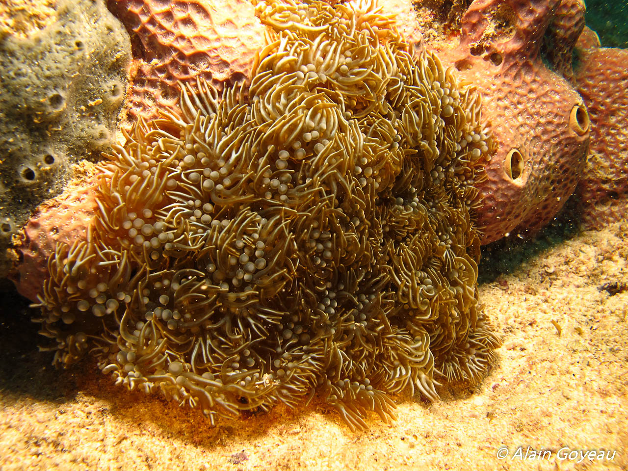 L'Anémone à Rameaux tient son nom des pseudo-tentacules qui se terminent en fourche.