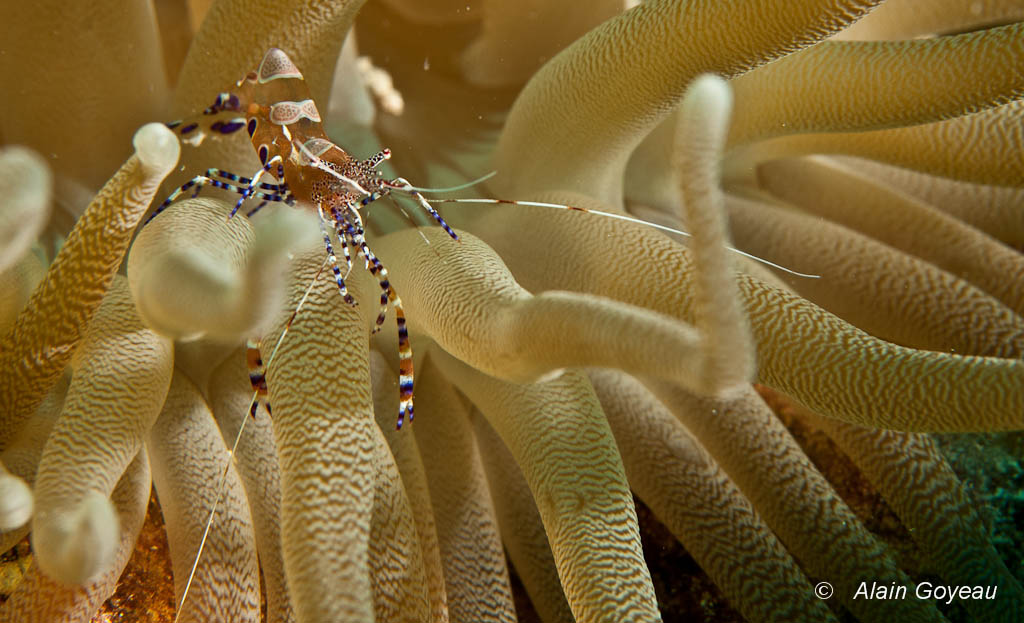 Bien à l'abri des tentacules de l'Anémone, une Crevette de Yucatan observe les alentours.