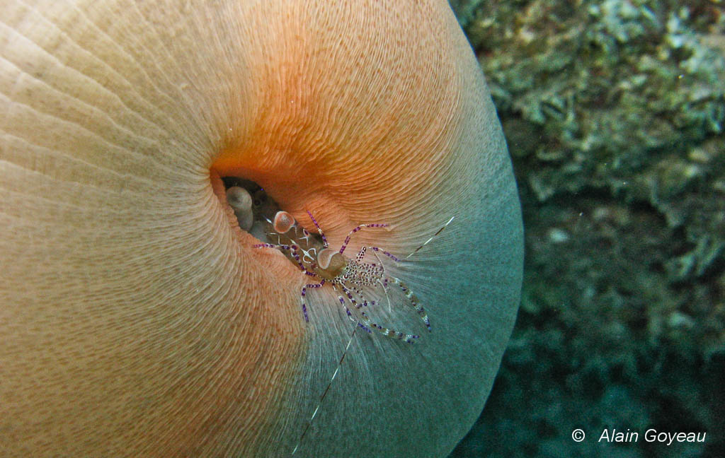 La Crevette de Yucatan ne plus trouver refuge dans les tentacules de l'Anémone.
