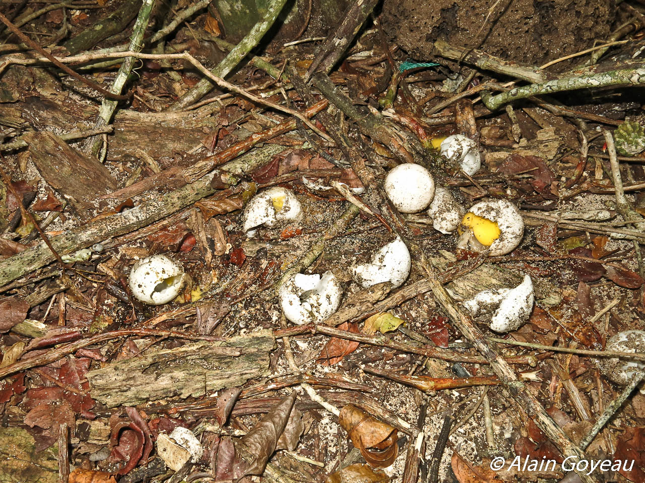 Des oeufs de tortue Imbriquée dévorés par les mangoustes.