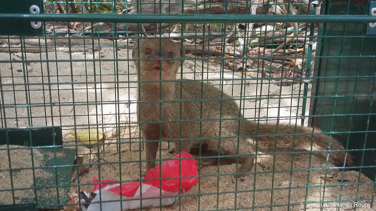 Une mangouste Indienne prise au piège.