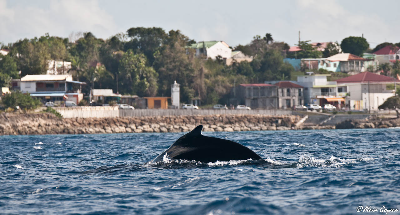 Rencontre aec les baleines à bosse.