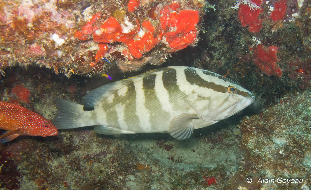 Le Mérou de Nassau (Epinephelus striatus) pourrait-être un prédateur naturelle de Pterois volitans.