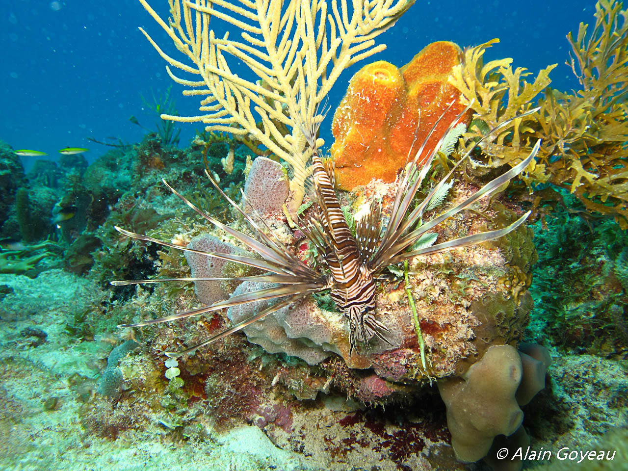 La Rascasse Volante : Pterois volitans 