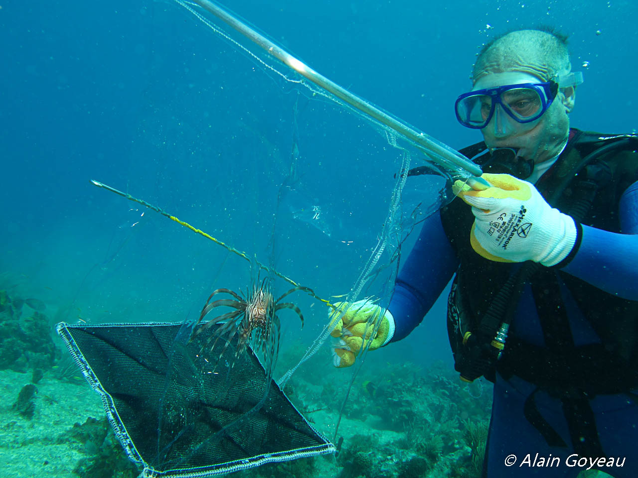 La Rascasse Volante : Pterois volitans  La Rascasse Volante : Pterois volitans