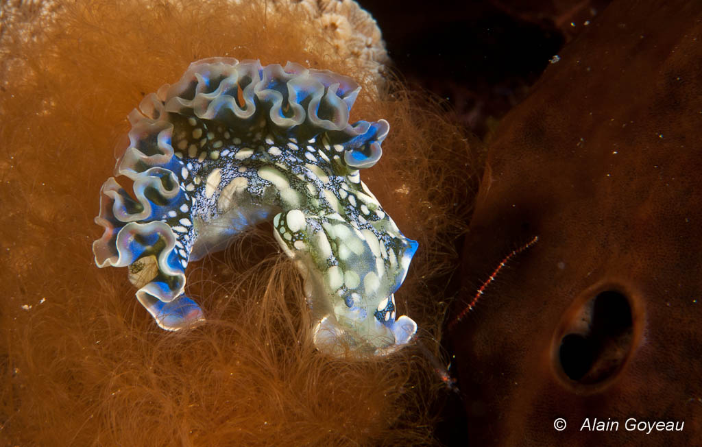 La délicate Limace Frisée (Elysia crispata) se nourrit d'algues. La délicate Limace Frisée (Elysia crispata) se nourrit d'algues.