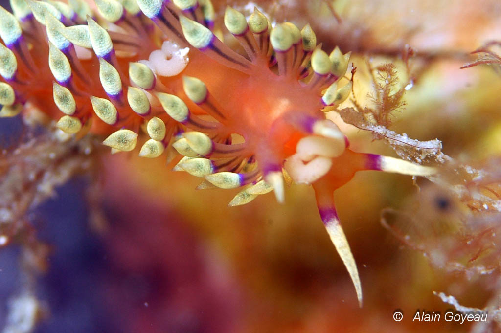 Flabelina marcusorum se nourrit d'hydraire et stocke des nématocystes dans ses papilles dorsales. Flabelina marcusorum se nourrit d'hydraire et stocke des nématocystes dans ses papilles dorsales.