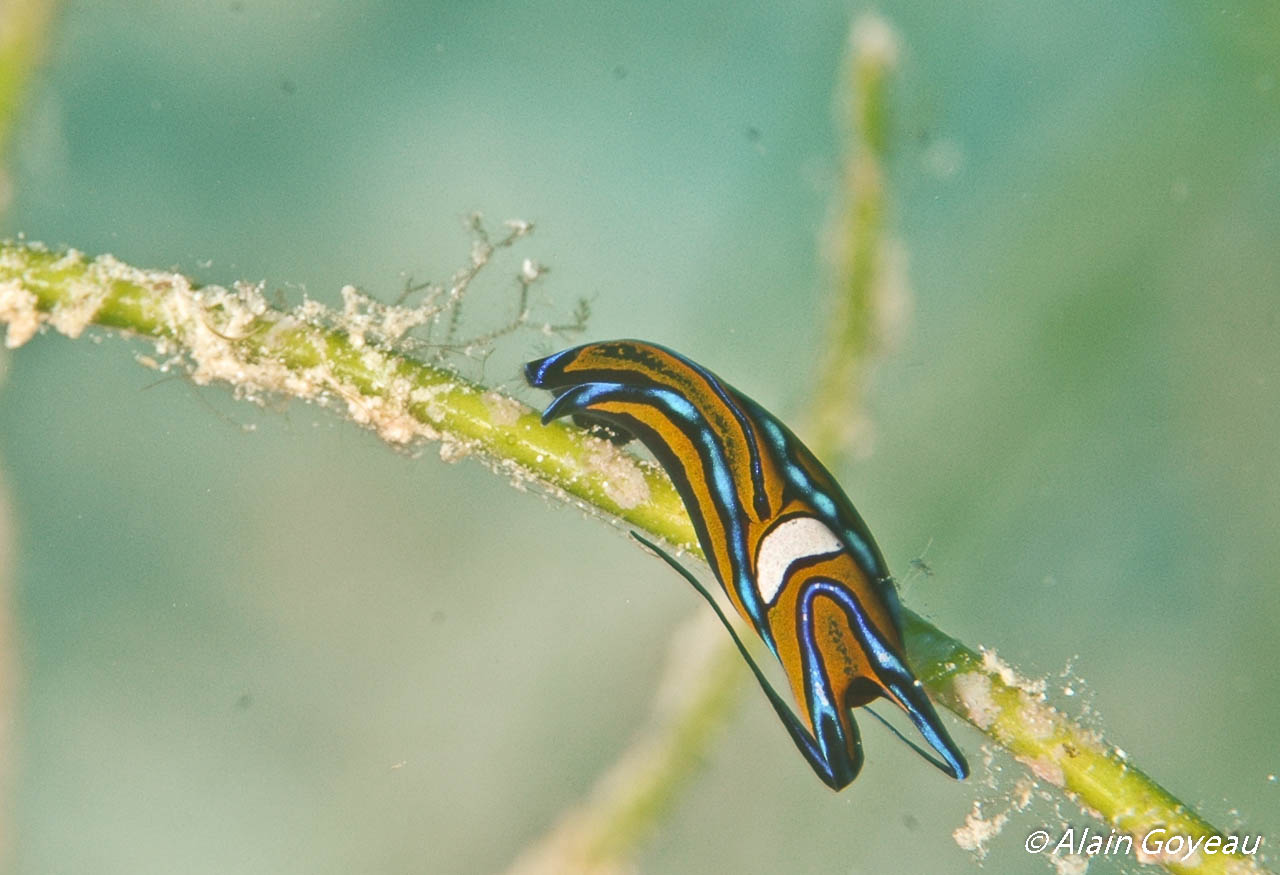 Chelidonura hirundinina est un prédateur carnivore.