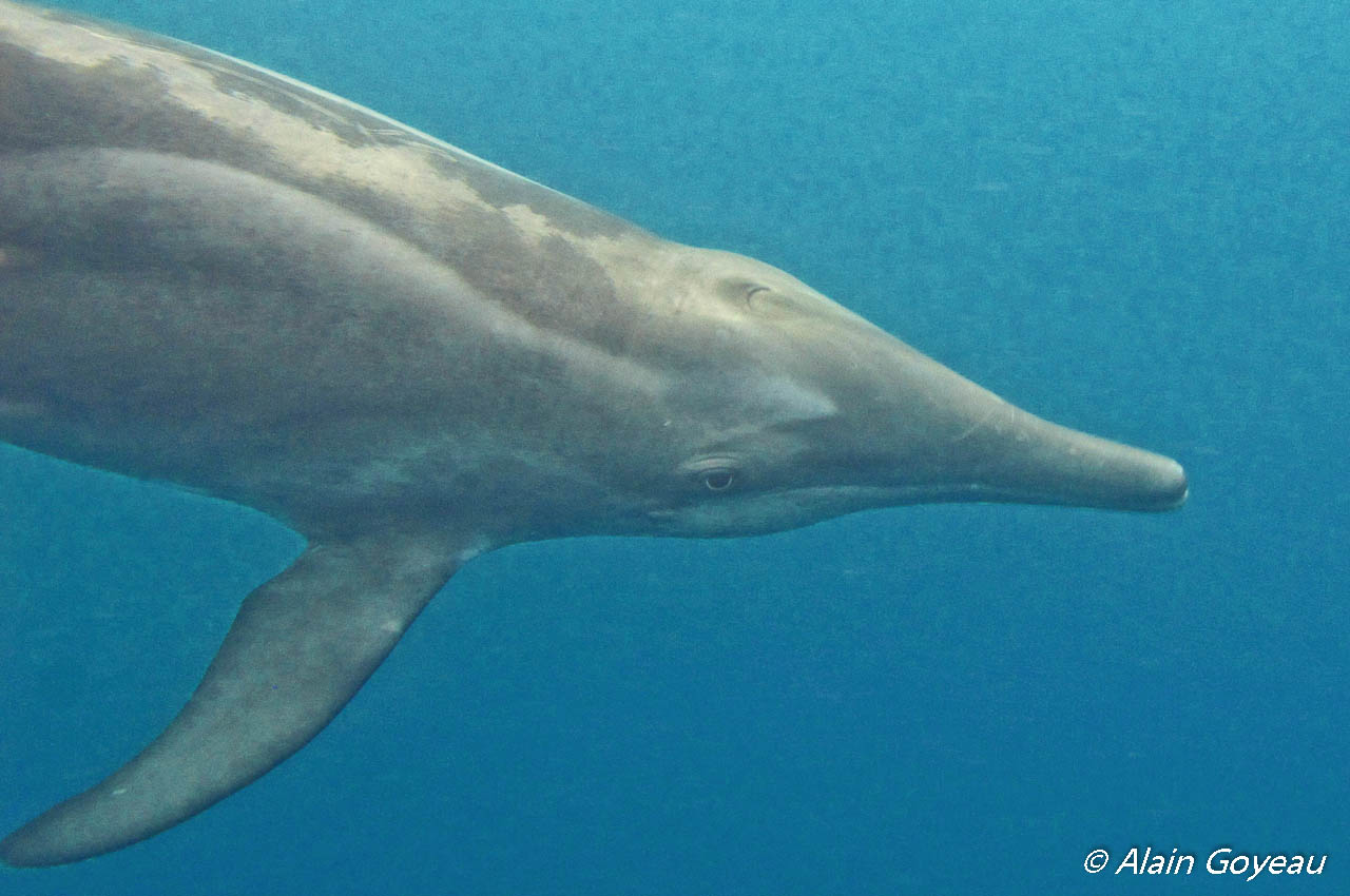 Le Dauphin Sténo posséde un long bec. Plongée Guadeloupe.