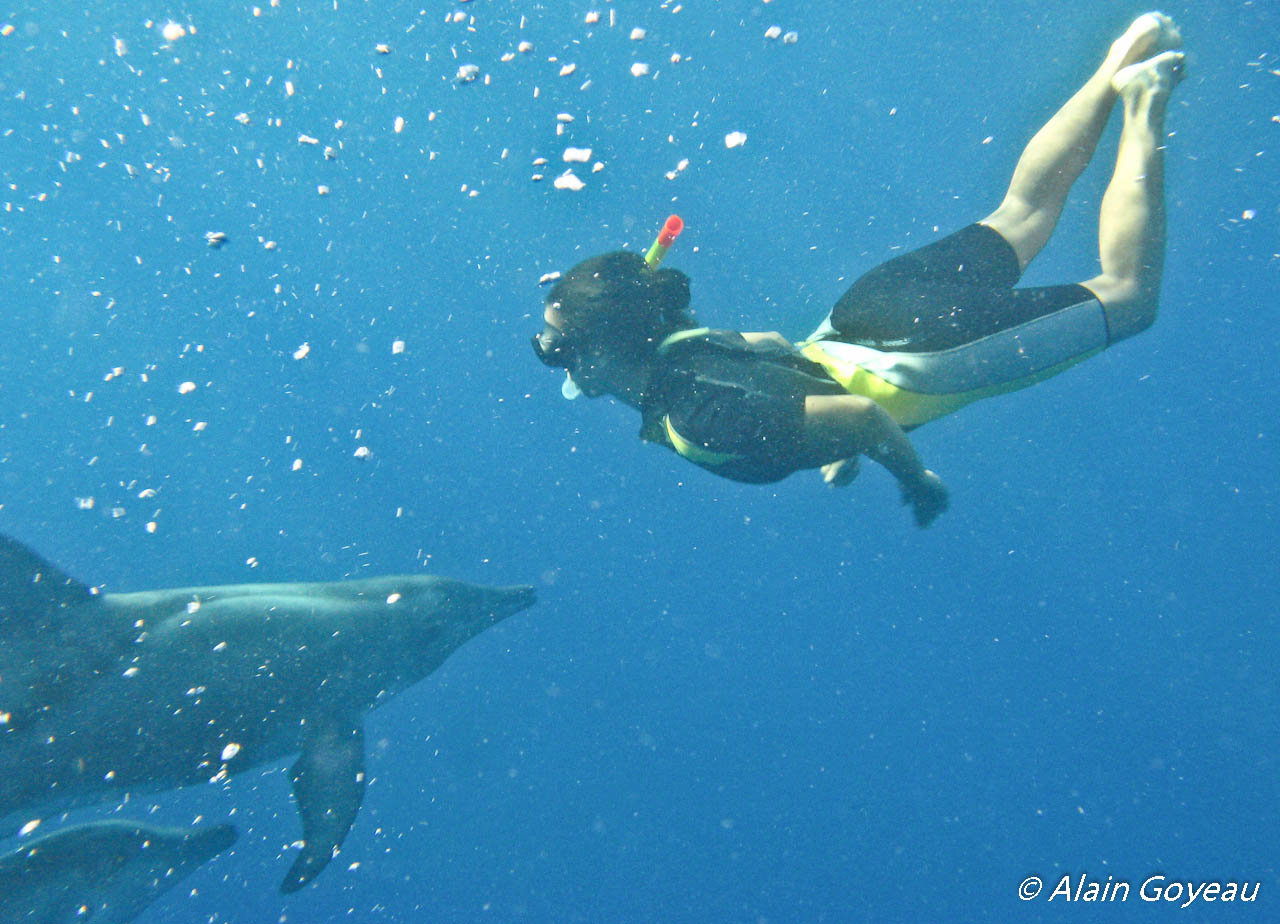 Les Dauphins Sténos ne manque pas une occasion de venir jouer avec les plongeurs en Guadeloupe.