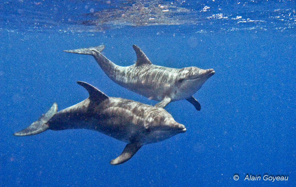 Rencontre avec des Dauphins Sténos pendant une plongée en Guadeloupe.