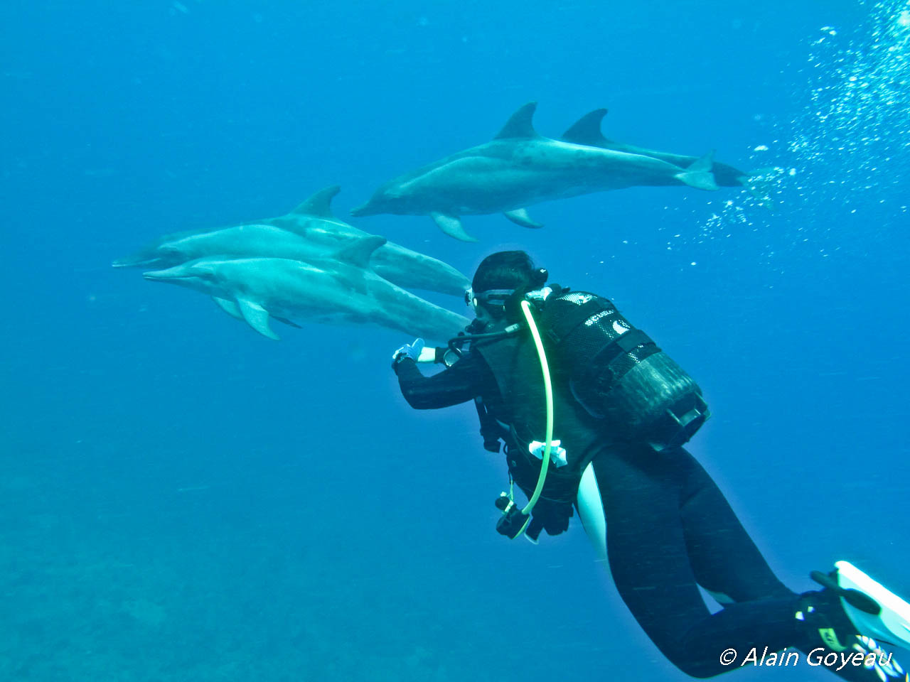 Surprise au retour de plongée, des dauphins nous attendez sous le bateau d'Eden Plongée en Guadeloupe.
