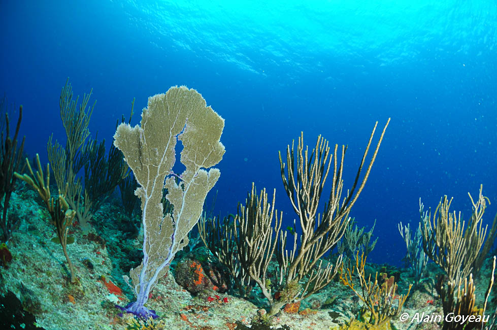 Les Gorgones sont des animaux. Biologie Guadeloupe.