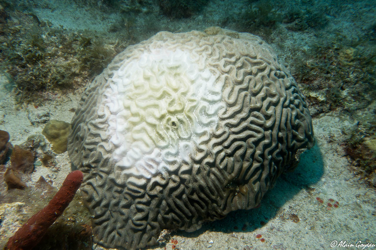 Maladie de la perte de tissu corallien sur un Corail Cerveau.